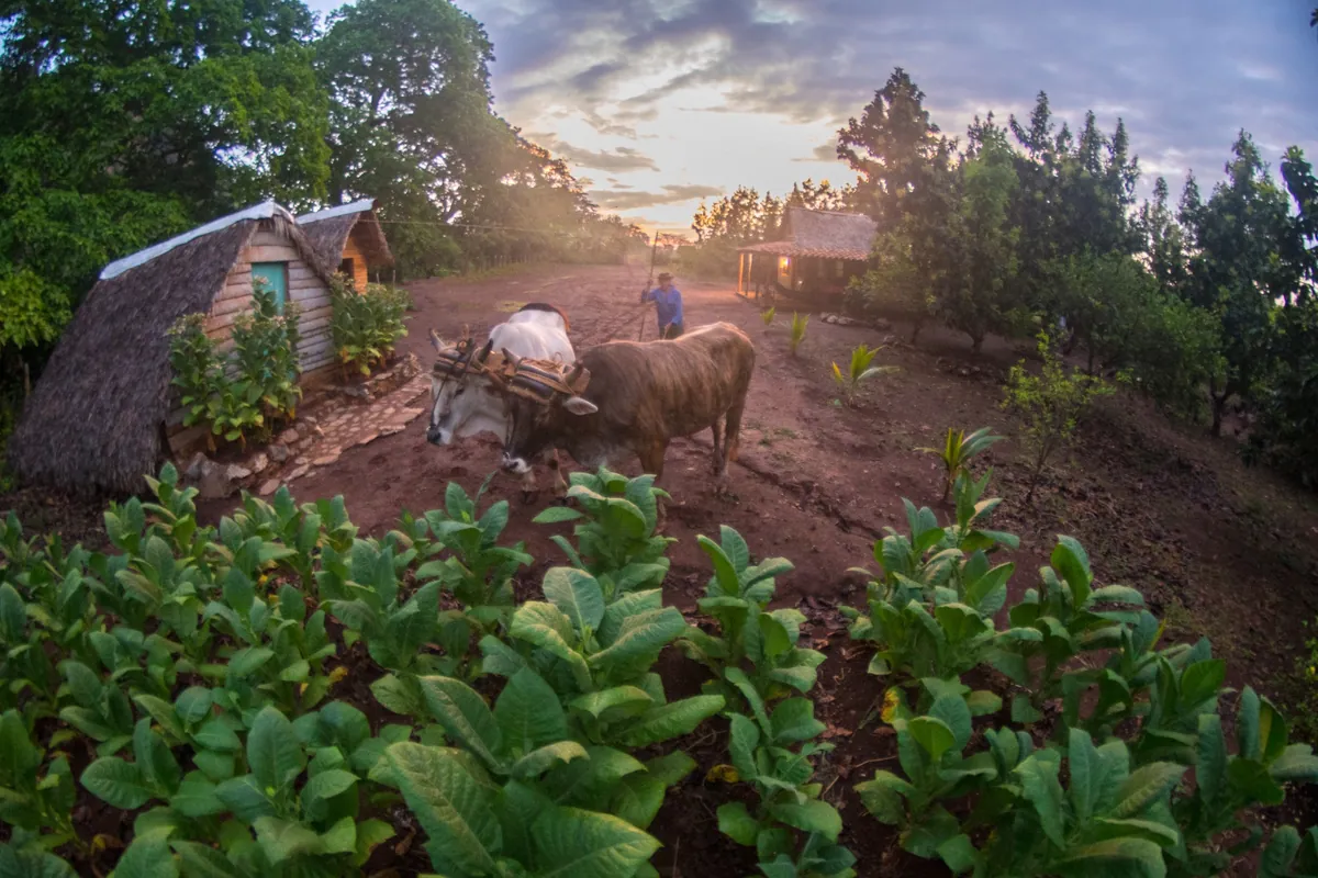 Tobacco field and rural landscape near Viñales