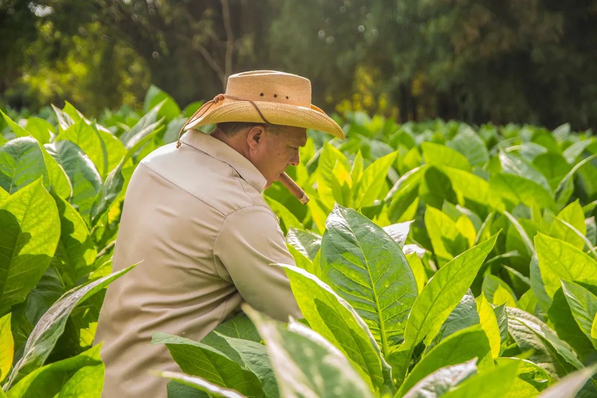 Person working with tobacco leaves in a rural Pinar del Rio setting